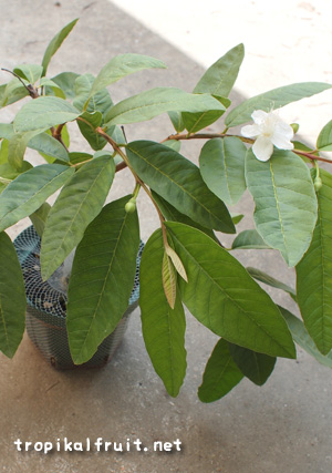 グアバの取り木 開花
