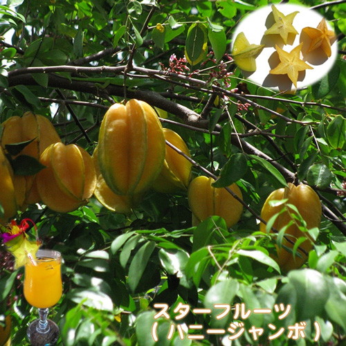 スターフルーツの鉢植え ハニージャンボ