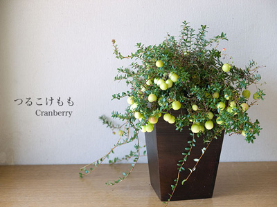 クランベリーの鉢植えミニ盆栽