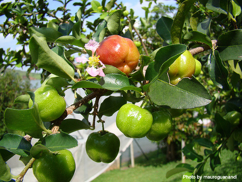 アセロラの木と果実