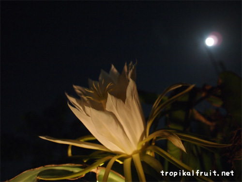 ドラゴンフルーツの花と満月