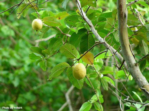 グアバの枝と葉と実