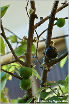 ジャボチカバの果実