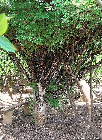 ジャボチカバの木