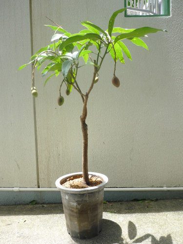 結実中のアップルマンゴー鉢植え（10号鉢 高さ120cm）