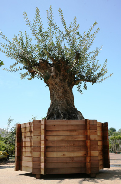 樹齢300年のオリーブの木の鉢植え