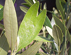 オリーブのハート型の葉