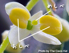 オリーブの花 おしべ めしべ