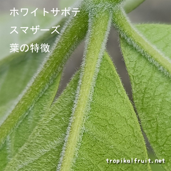 ホワイトサポテの育て方